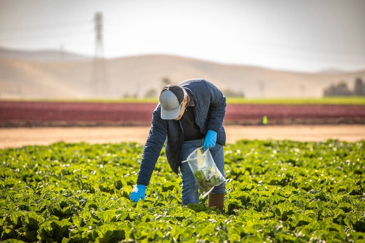 California Leafy Greens Marketing Agreement | California Produce…
